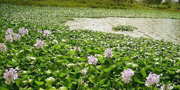 مهمان ناخوانده‌ای که نفس تالاب‌های مازندران را گرفته است