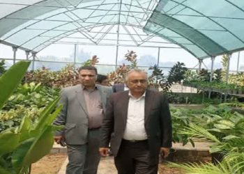 نقش مهم گلخانه‌ها در توسعه اقتصادی