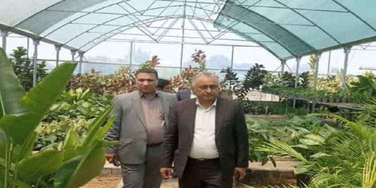 نقش مهم گلخانه‌ها در توسعه اقتصادی