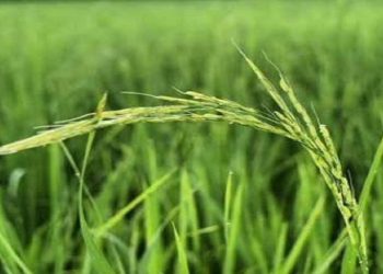 نوید برداشت پربار و افزایش تولید برنج در آمل