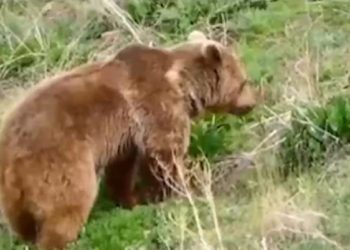 گشت و گذار خرس قهوه‌ای در مازندران + فیلم