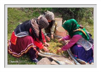 آهنگ جشنواره چهارم هلی ترشی مازندران در بالاده طنین انداز شد