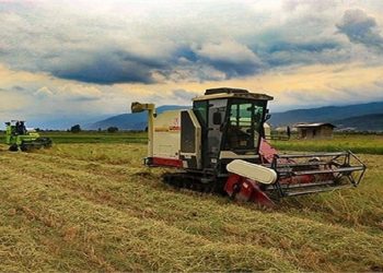 بابل در برداشت برنج خوش درخشید