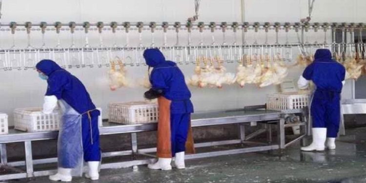 تامین مرغ پایتخت و سایر استان‌ها در کشتارگاه های مازندران