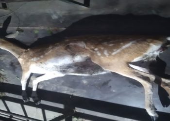 تلف شدن یک رأس گوزن زرد ماده در پناهگاه حیات وحش دشت‌ناز