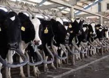 ضرورت نظارت دقیق بر توزیع نهاده‌های دامی