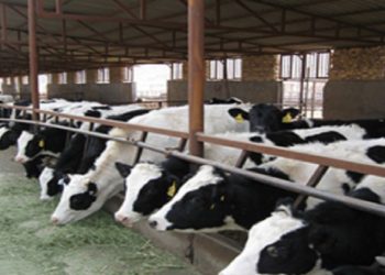 مدیریت استرس گرمایی در دام‌ها