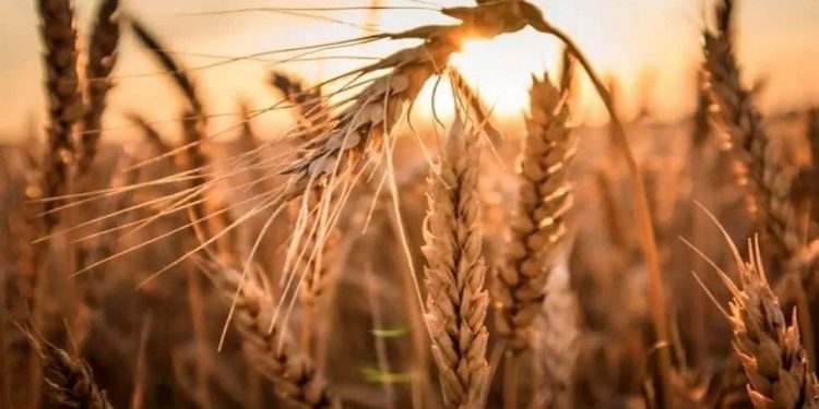 پرداخت ۸۰ درصد مطالبات گندم‌کاران مازندران