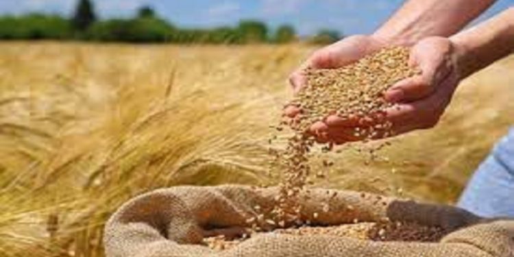 پرداخت ۸۲۱ میلیارد تومان به گندم‌کاران مازندران