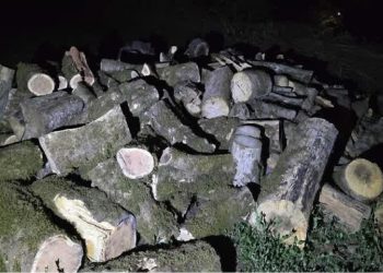 کشف ۳۰ تن انواع چوب جنگلی قاچاق در عباس آباد