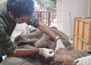 خرس تیرخورده هفتخال تلف شد