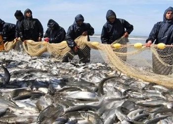 آغاز فصل صید از هفته آینده در مازندران