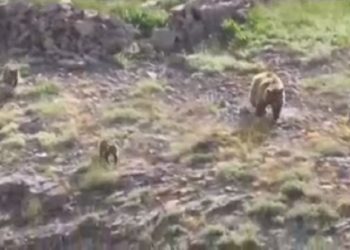 بازیگوشی دو توله خرس قهوه‌ای در کنار مادرشان + فیلم