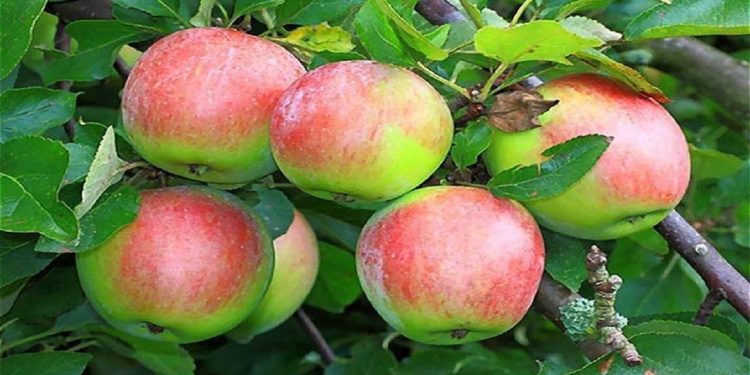 برداشت سیب در آمل آغاز شد