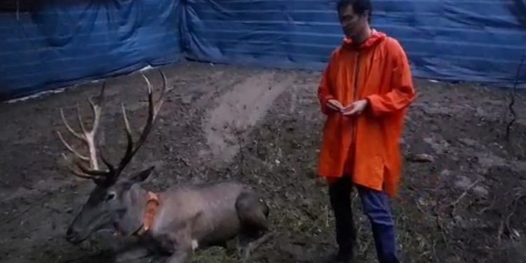 تجهیز مرال‌ها به ردیاب