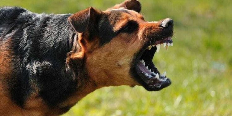 حمله سگ‌ ولگرد به کودک ۱۲ ساله تنکابنی
