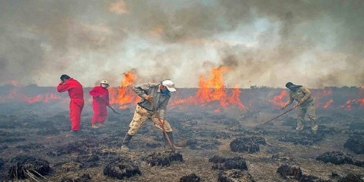 خاکستر شدن ۸ هکتار از پوشش گیاهی میانکاله
