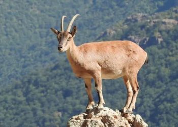 سلطان کوهستان در قابی زیبا