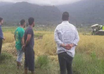 عباس‌آباد قطب تولید برنج مرغوب با تولید سالانه ۲ هزار تن