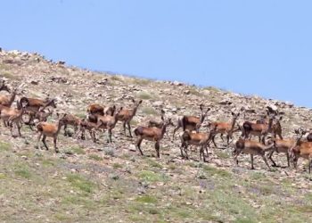 قابی زیبا از گله مرال