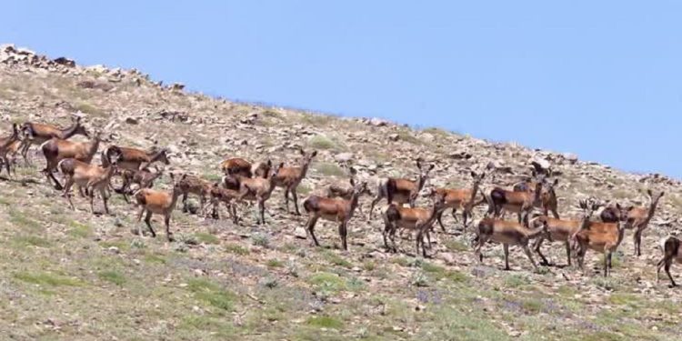 قابی زیبا از گله مرال