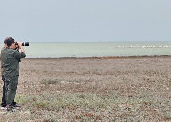 ورود نخستین گروه پرندگان مهاجر به مازندران