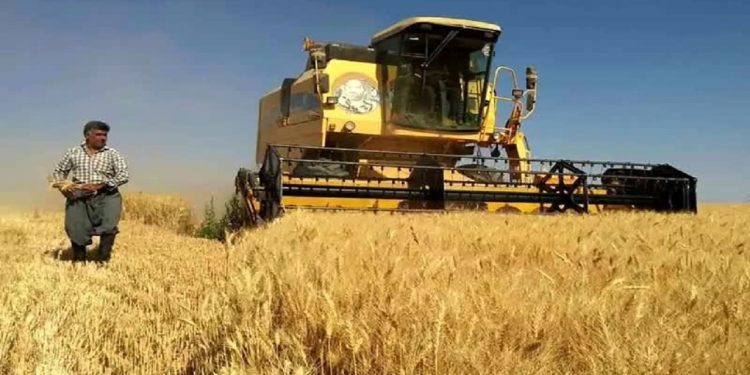 پرداخت ۹۵ درصد از مطالبات گندم‌کاران مازندران