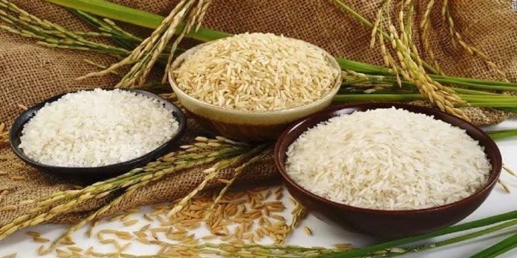 پیش بینی برداشت ۱۵۲ هزار تن برنج سفید با کمترین سم در بابل!