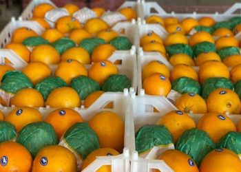 پیش‌ بینی برداشت ۲ میلیون و ۵۰۰ تن مرکبات در مازندران