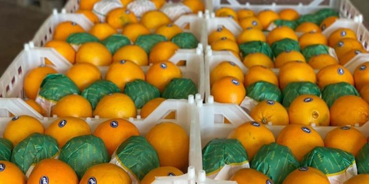 پیش‌ بینی برداشت ۲ میلیون و ۵۰۰ تن مرکبات در مازندران