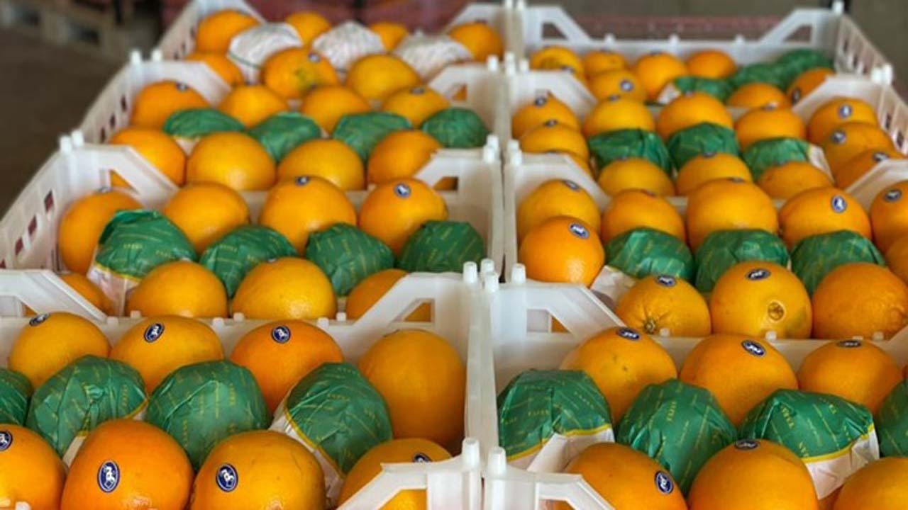 پیش‌ بینی برداشت ۲ میلیون و ۵۰۰ تن مرکبات در مازندران