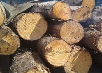کشف ۱۴ تن چوب جنگلی قاچاق در جویبار