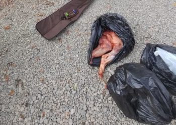 کشف و ضبط لاشه یک راس گراز در چهاردانگه