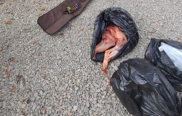 کشف و ضبط لاشه یک راس گراز در چهاردانگه