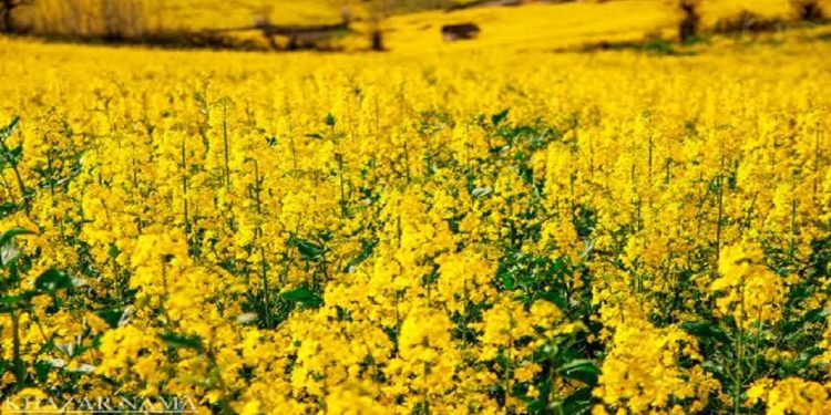 آغاز کشت اولین مزرعه کلزای شهرستان ساری با رقم اکاپی