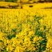آغاز کشت اولین مزرعه کلزای شهرستان ساری با رقم اکاپی