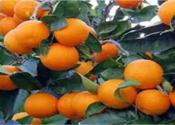 آمل، خاستگاه پرتقال مرغوب؛ پیش‌بینی برداشت ۵۵ هزار تنی