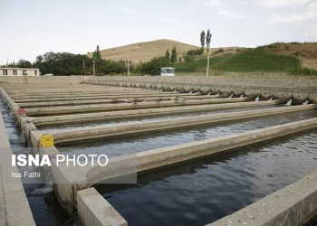 افزایش ظرفیت و تولید ماهیان گرمابی دانشگاه آزاد جویبار به ۲ میلیون قطعه
