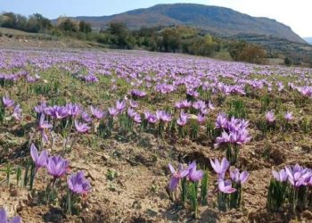 برداشت طلای سرخ در مازندران آغاز شد