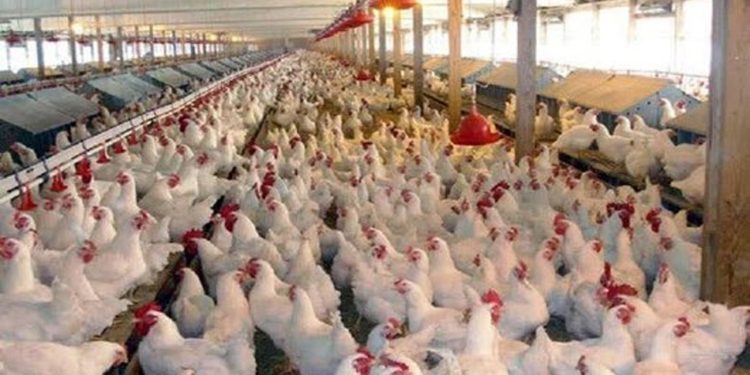 بررسی پرونده احتکار ۴۰ تن مرغ زنده در تعزیرات حکومتی