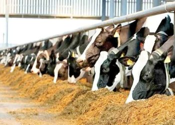 تأمین نهاده‌های دامی، اولویت سازمان جهاد کشاورزی مازندران