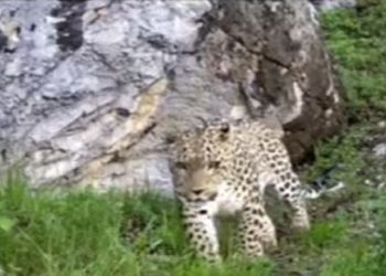 تصاویری زیبا از حیات وحش مازندران + فیلم