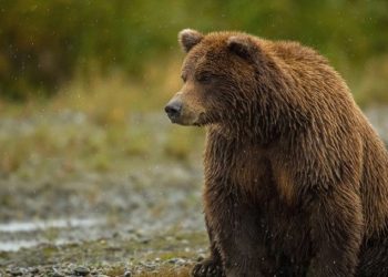 تلف شدن یک قلاده خرس قهوه‌ای بر اثر اصابت گلوله در شهرستان نور