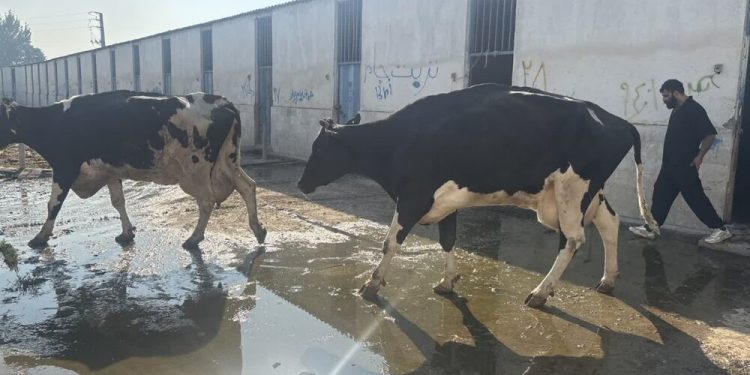 توقیف محموله قاچاق دام آلوده در مازندران