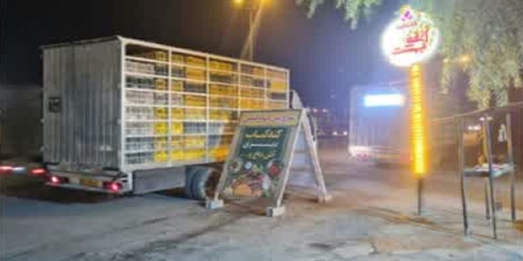 توقیف محموله‌های غیرمجاز مرغ زنده در سوادکوه