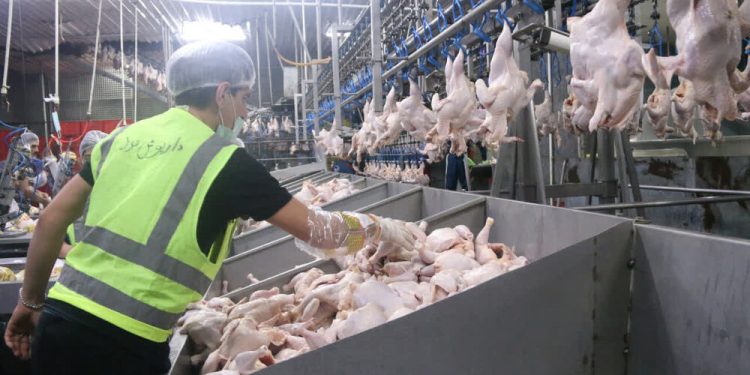 ثبات در بازار مرغ مازندران/ نظارت بر زنجیره تولید و توزیع مرغ تداوم دارد
