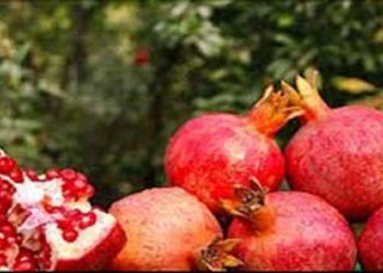 جشنواره انار فرصتی برای راهیابی یاقوت‌های سرخ بهشهر به سایر استان‌ها