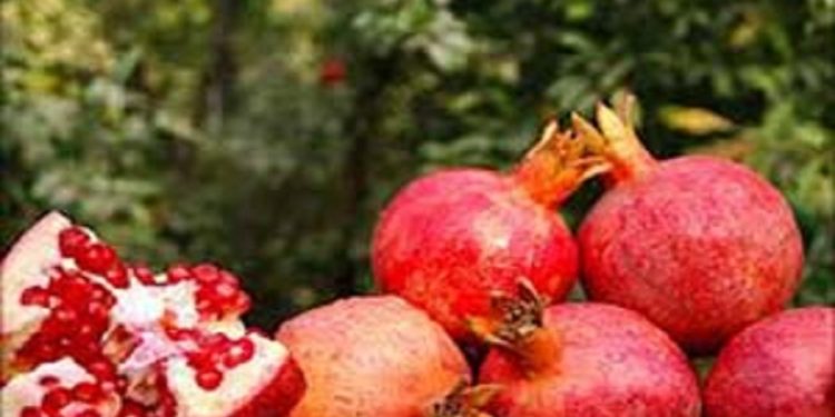 جشنواره انار فرصتی برای راهیابی یاقوت‌های سرخ بهشهر به سایر استان‌ها