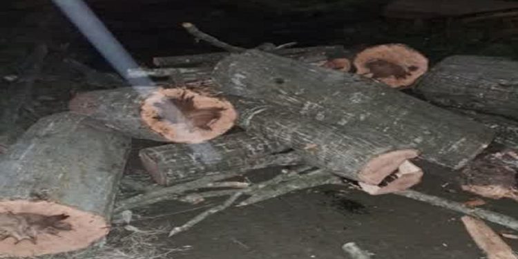 دستگیری عامل قطع درختان جنگل ایزدشهر