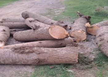 دستگیری عامل قطع درختان هیرکانی در نور